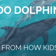 What do dolphins eat? Lessons from how kids search